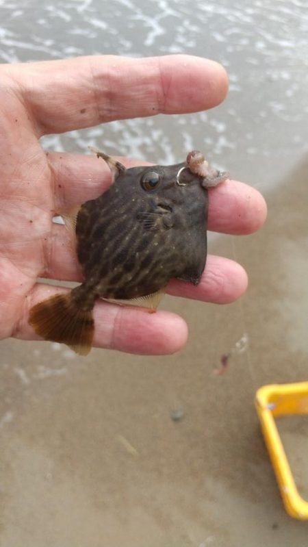 キス釣り