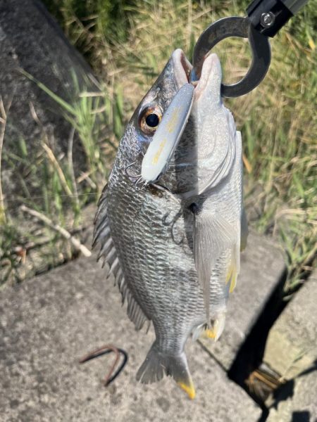 清武川でシャルダス20炸裂