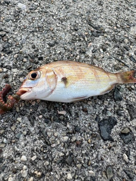 太刀魚狙い