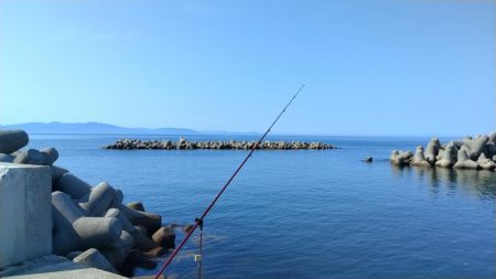 魚住漁港のキス調査