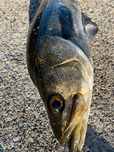 スズキ釣れました