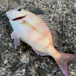 久しぶりの海釣りで