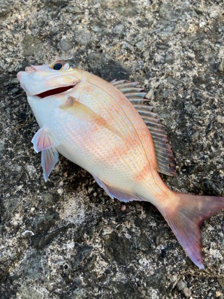 久しぶりの海釣りで