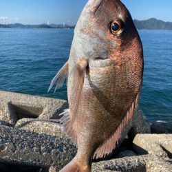 鯛釣れた