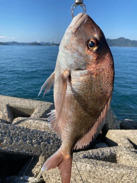 鯛釣れた