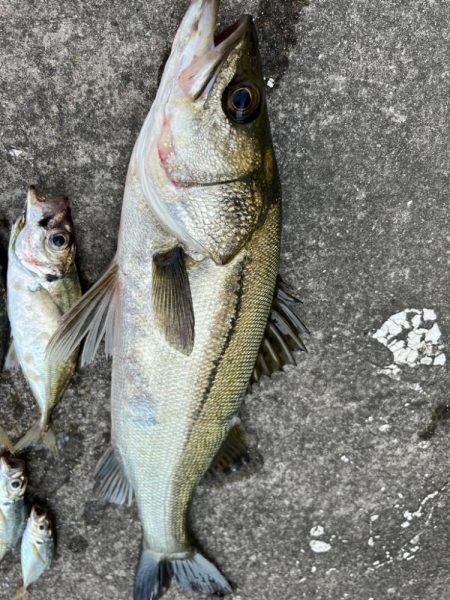 エビ撒きで２０センチアジ釣れてます