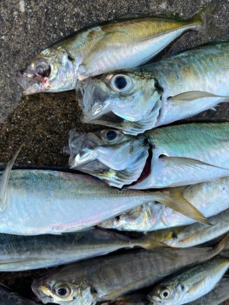 朝のアジ釣れてます