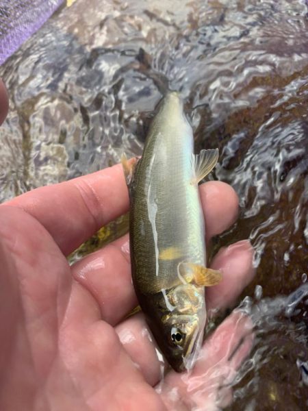 夏休みの鮎釣り