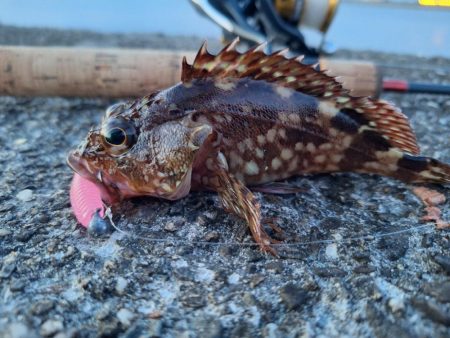 ロックフィッシュ釣行