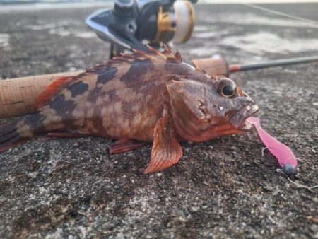 ロックフィッシュ釣行