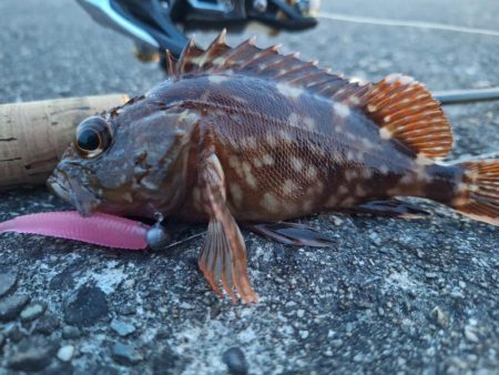 ロックフィッシュ釣行