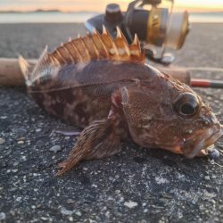 ロックフィッシュ釣行