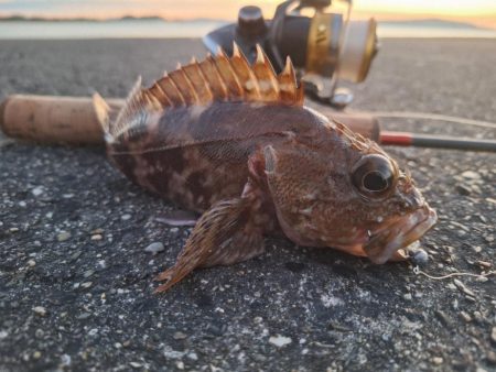 ロックフィッシュ釣行