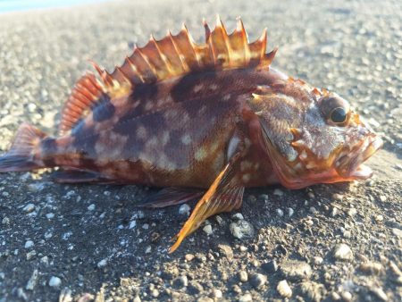 ロックフィッシュ釣行