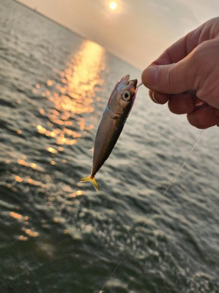 ジグサビキ🎣