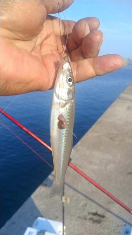 魚住漁港のキス調査