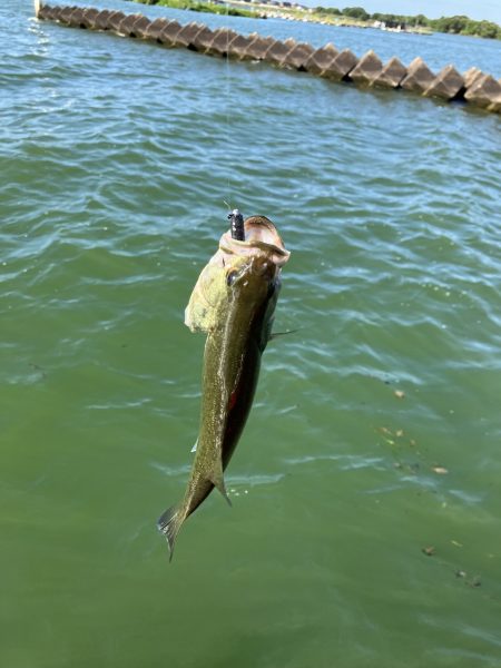 盆休み初日40cm