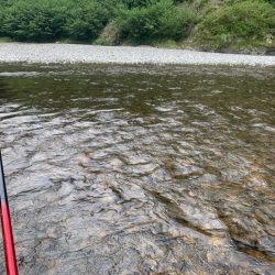 夏休みの鮎釣り