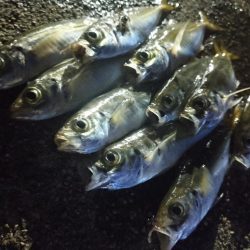 今夜も飽きずに豆アジ修行