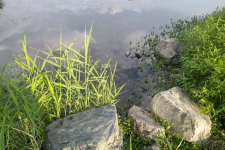 ワンドでタナゴ釣り