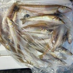 苅屋海岸のキス釣り