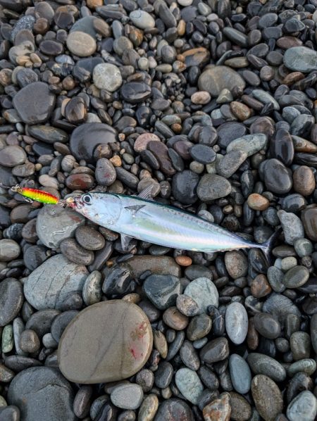 陸っぱり釣行記