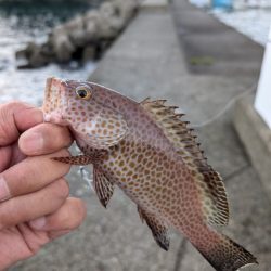 陸っぱり釣行記