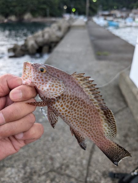 陸っぱり釣行記