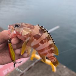 陸っぱり釣行記