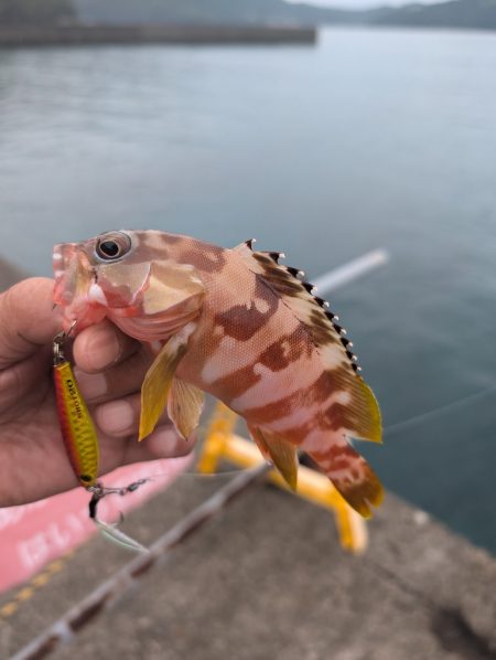 陸っぱり釣行記