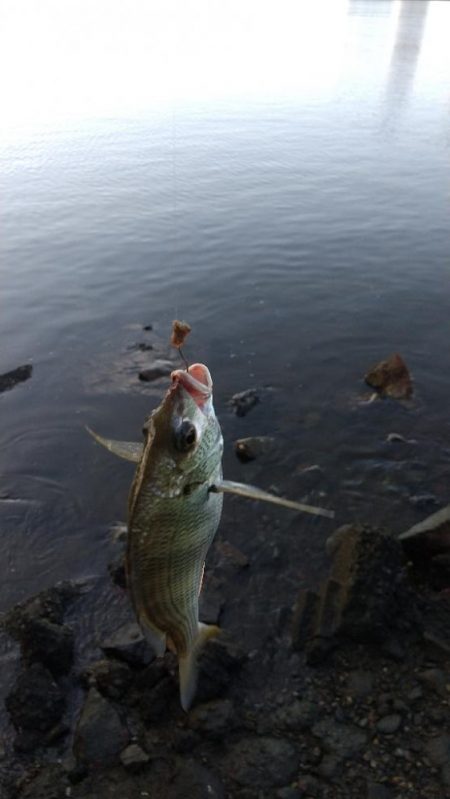 ハゼ釣り～にごりが…