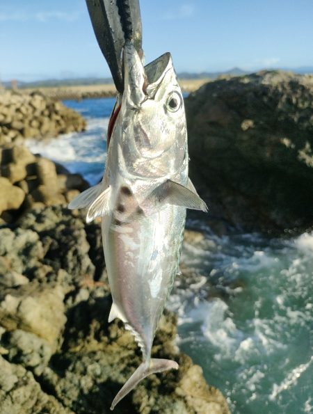 串本遠征釣行2日目