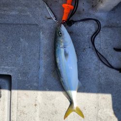 紀北の太刀魚た青物