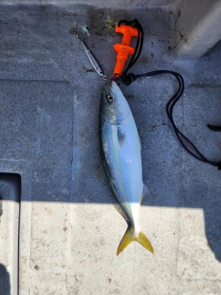 紀北の太刀魚た青物