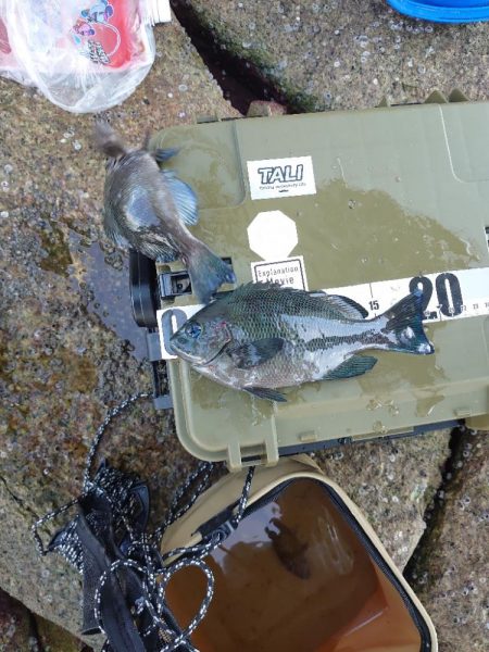 サビキ釣り