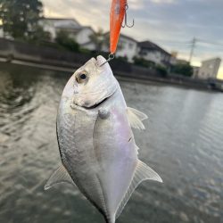 大分住吉川でメッキゲーム