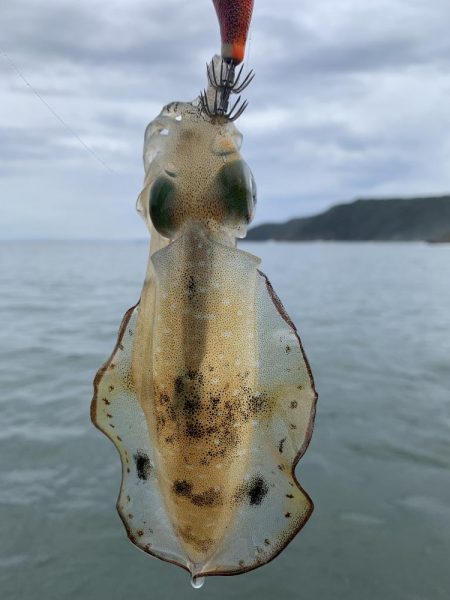 外海は大荒れ