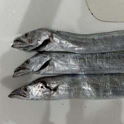 太刀魚しぶい