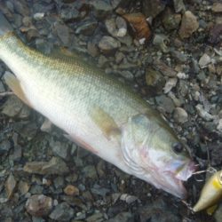 残暑バス釣り