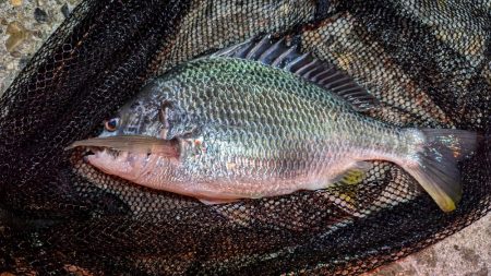 虫ヘッドと切り身で探り釣り