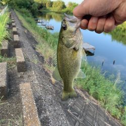 涼しいうちにバス釣り