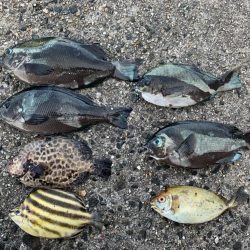 2週連続カワハギ釣り