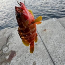 小浦一文字 通し釣り