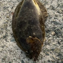 小アジでヒラメと青物釣り