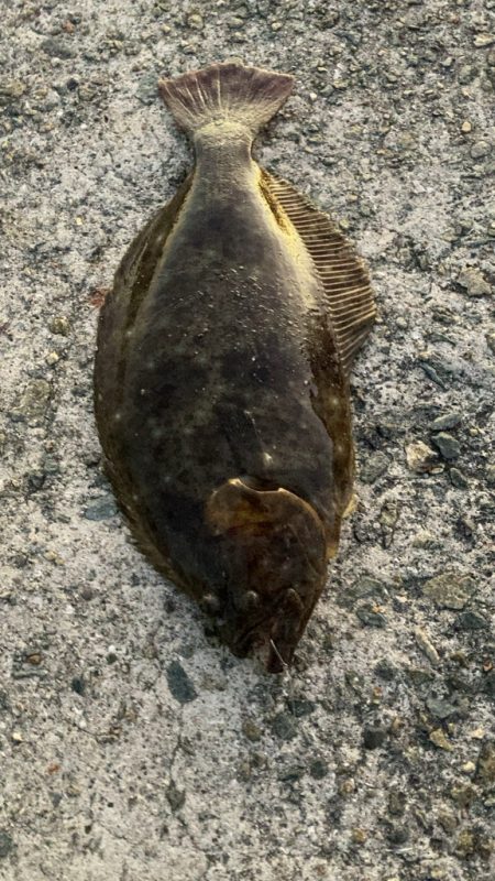 小アジでヒラメと青物釣り