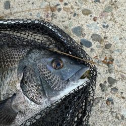 チニング初釣果