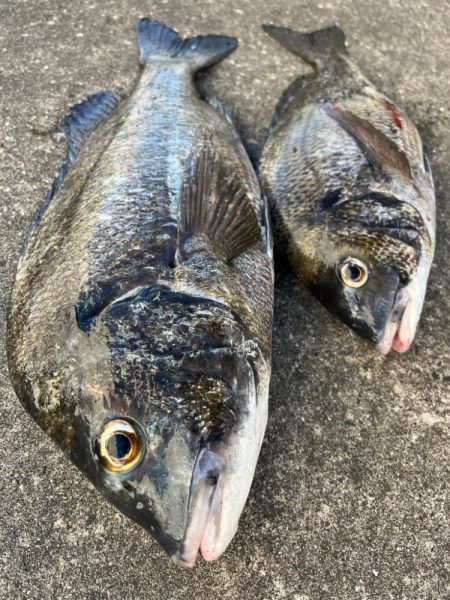 エビ撒きでチヌ好調です♪