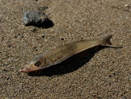 投げ釣り