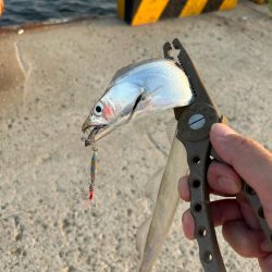 太刀魚開幕しました