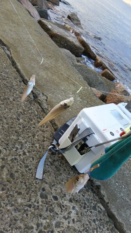 苅屋海岸のキス釣り